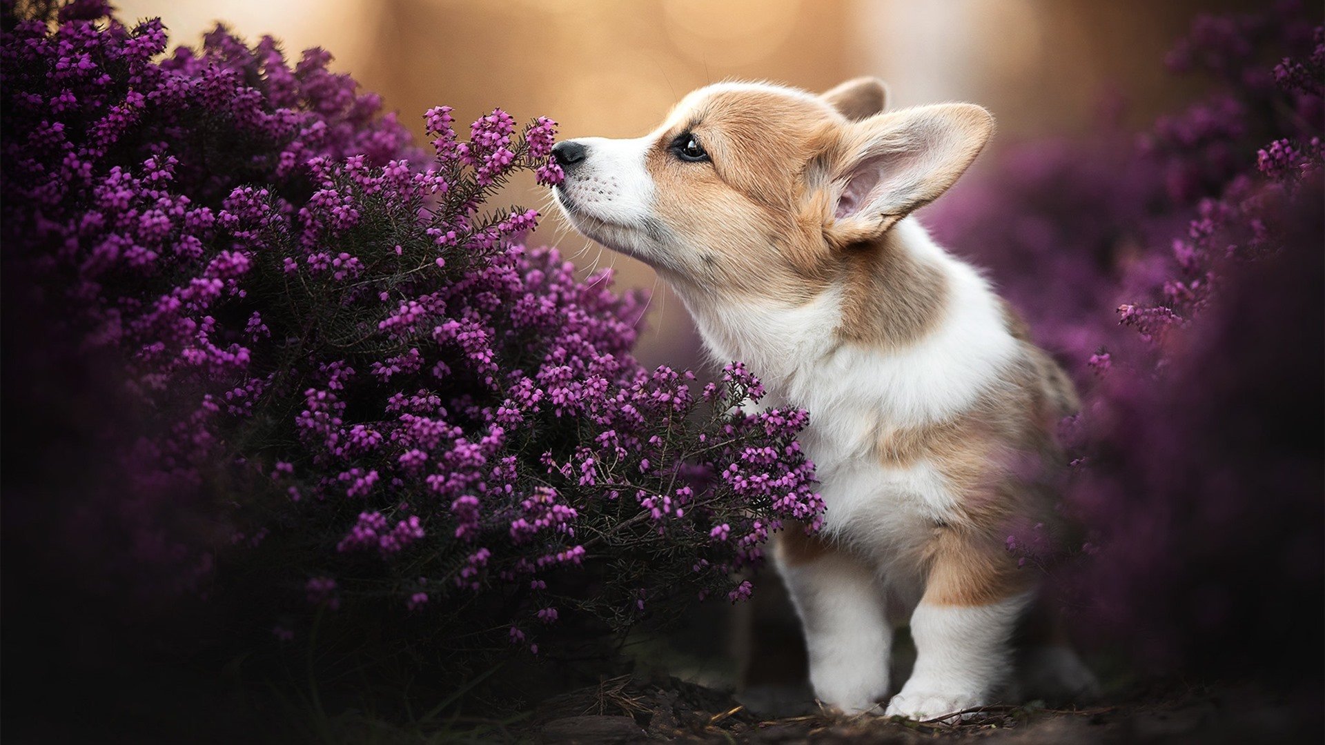 巴黎对阵玻利维亚，阿拉巴完成自我救赎，从低谷到巅峰的逆袭之战